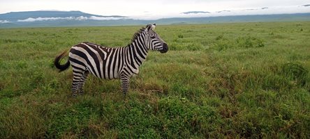 Сушата убива дивите животни в Кения