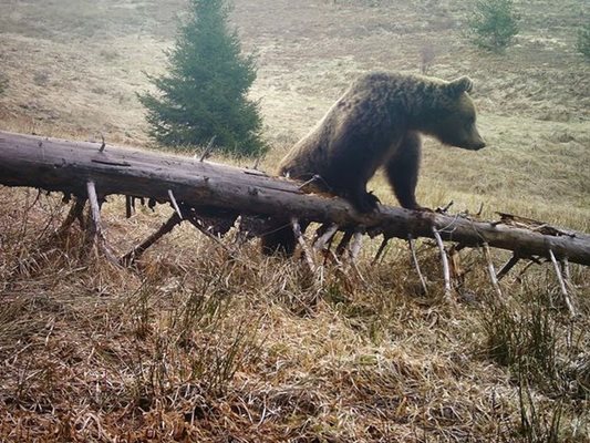 Тази мечка броди по покрайнините на с. Буйново.