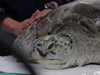 От отравяне на кръвта умря костенурката, която погълна 915 монети (Видео)
