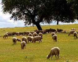 Високите температури намаляват млечността на овцете