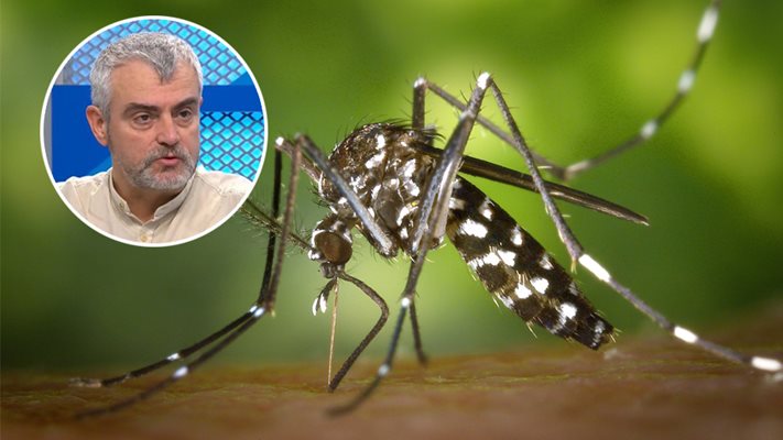 Треска и малария носят тигрови комари