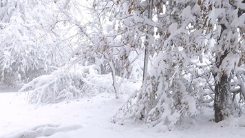 Сняг вали по високите части на Смолянска област