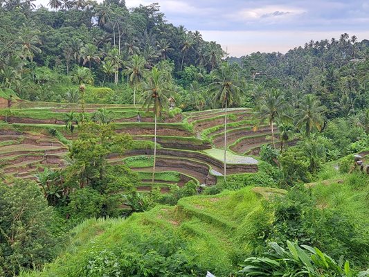 Оризовите тераси в Тагелаланг