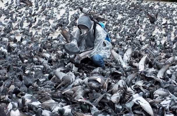 Мъж в пълна защитна екипировка храни гълъби на площад в Боливия, която е под пълна карантина.

