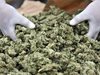 Гръцки митничари заловиха 1,3 тона албанска марихуана