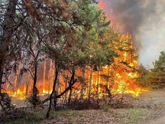 Огънят бушува в горски масиви.
Снимка: Пожарната в Пловдив