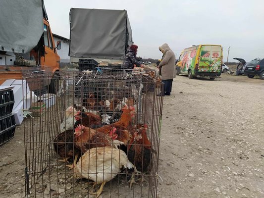 Живи кокошки се предлагат на пазара в Секирово.