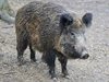 Откриват груповия лов на дива свиня в началото на октомври