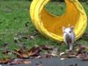 Талантливо прасе показва умения като добре тренирано куче (Видео)