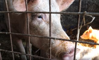 Проверяват стопанства в Ловешко, въпреки че няма африкански чума по свинете
