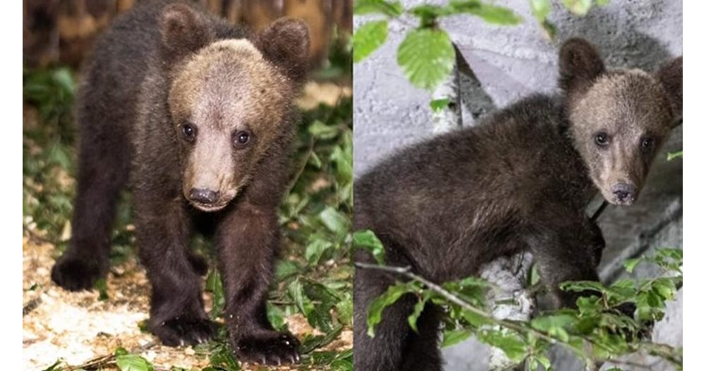 Rescued Bear in Belitsa Finds Hope in Greece