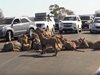 Стадо лъвове предизвика задръстване, докато се наяде на асфалта (Видео)

