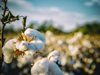 САЩ забраниха вноса на памук от Туркменистан заради ползването на робски труд