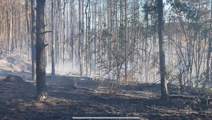 Така изглежда гората на с. Михилци, след като огнеборци, военни и хеликоптер я гасиха.