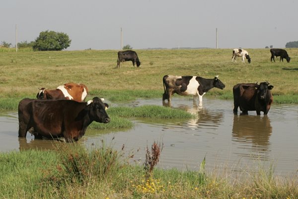 Земеделското министерство отговаря на животновъдите, които искат да блокират "Струма"