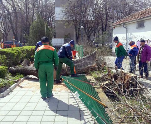 Екипите в Пловдив разчистват повалени от вятъра дървета.