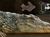 Откриха фосили на древно влечуго, подобно на крокодил в Бразилия
