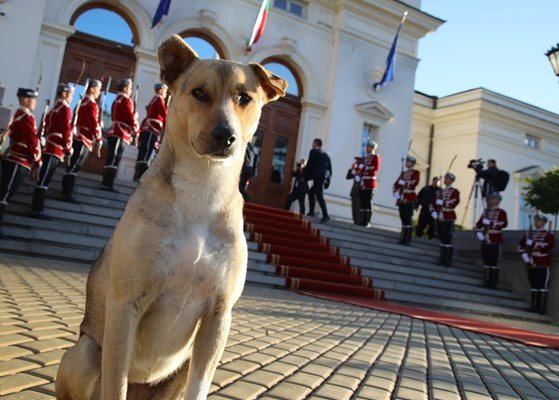 Кучето депутат пред Народното събрание