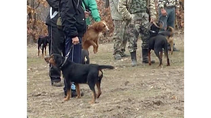 Десетки доброволци с кучета издирват Мирослав в гората край село Жиленци