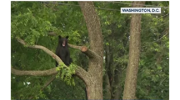 Мечката се качила на дърво КАДЪР: CBS Evening News