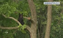 Гонка на полицията с мечка във Вашингтон