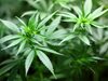 Канада подготвя легализиране на марихуаната