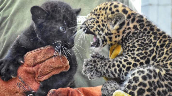 Дебют за новородени леопардчета