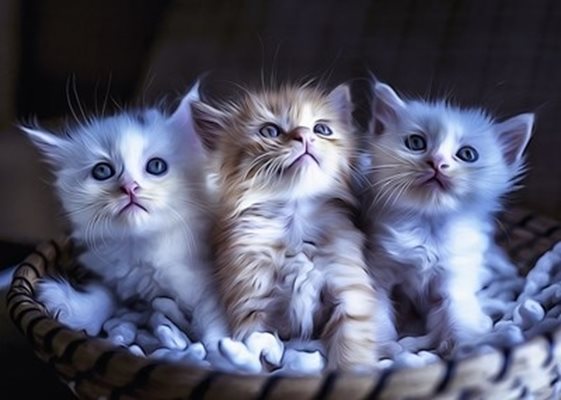 Малки котенца 