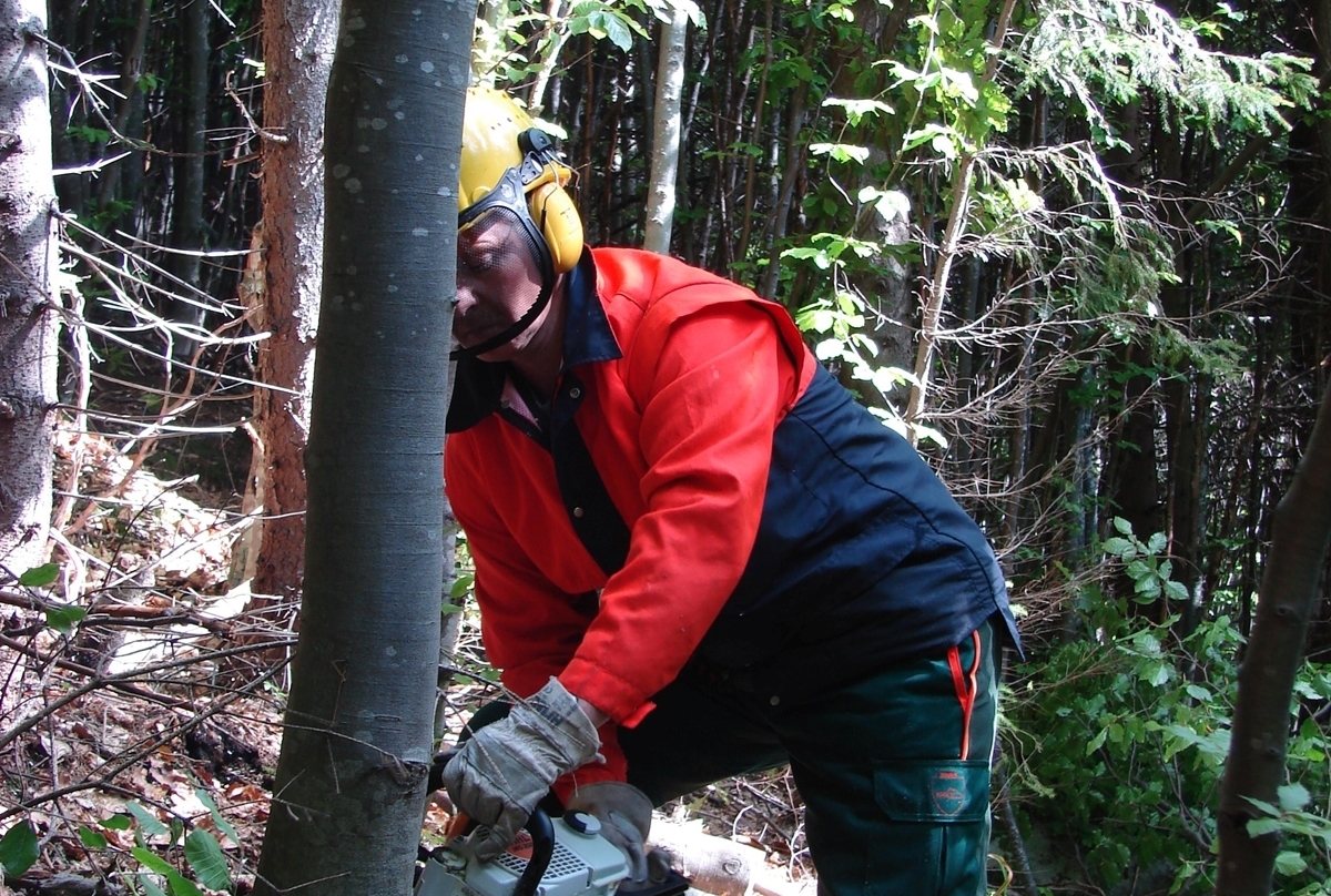 За дърва в гората - с брадва или трион, за резачка трябва курс и книжка