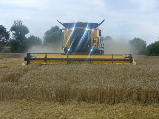 Жътвата започна и това натисна цената на хлебната пшеница надолу, а вносът от Украйна намали още повече котировките

СНИМКА: ВАНЬО СТОИЛОВ