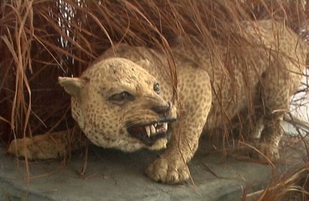 Местните на танзанийския остров Занзибар ловували занзибарския леопард, защото бил обладан от вещици.