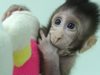 Китайски учени успешно клонираха маймуни
(Видео)