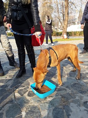 В Благоевград санкционират, ако храниш безпризорни четириноги