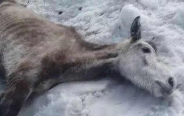 Гледката бе ужасяваща