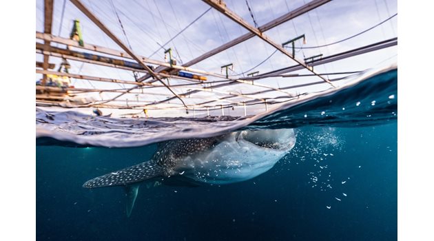 Бурното море не попречи на невероятното ми плуване с тази 6-метрова китова акула, казва Алекс Кид.
