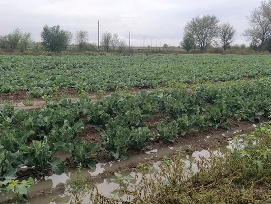 Така изглеждат зеленчуковите ниви в Пловдивско след продължителните валежи.