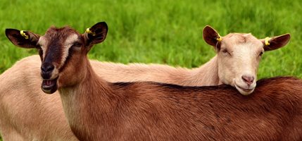 Успешно клонираха тибетски кози в Китай