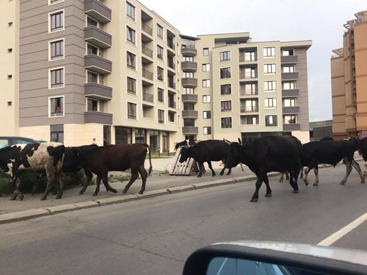 Стадо крави до Бизнес парк , Младост