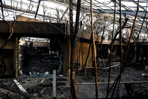 Над 30 животни изгоряха в пожар в зоопарк в Германия (Снимки)