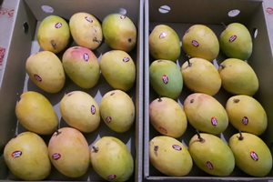Цените на мангото са добри и стабилни