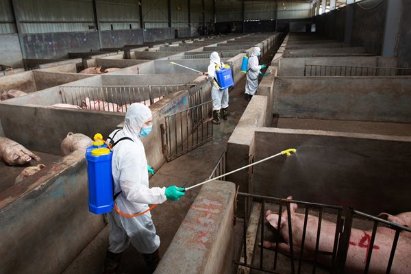 Работници от ветеринарно бюро в провинция в Китай дезинфекцират свинеферма като превантивна мярка срещу африканската чума по свинете. Според различни източници заради заболяването там са избити над 1 милион прасета.