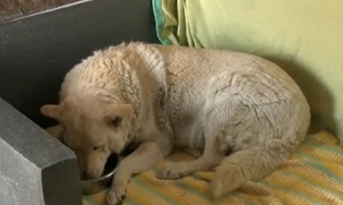 Кучето Белчо, което стана жертва на безпричинно нападение с нож КАДЪР: БНТ