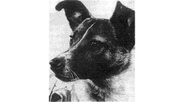 Кучето Лайка СНИМКА: Уикипедия