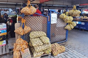 Нов златен сорт картофи от оранжерия в Йоаким Груево със златна цена – 12 лева