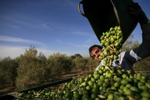 България ще конкурира Гърция по маслини