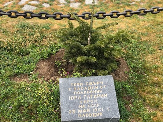 Смърчът, посаден от Юрий Гагарин в Пловдив, вече е подменен с ново дръвче.