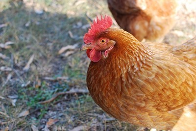 Френски учени: Кокошките се изчервяват, когато се ядосат