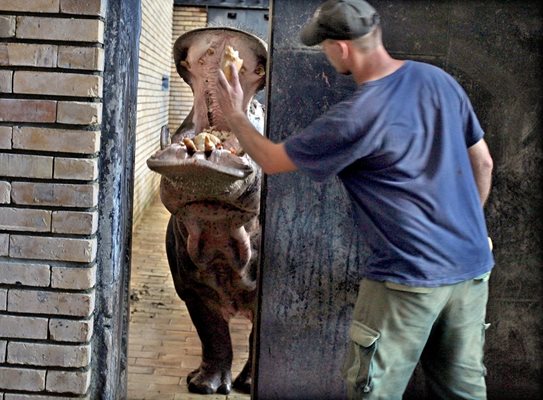 Хипопотамът е отворил устата си и чака да му хвърлят храна. Снимка: РУМЯНА ТОНЕВА
