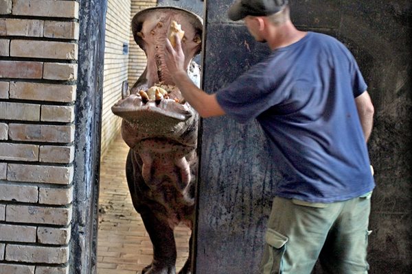Хипопотамът е отворил устата си и чака да му хвърлят храна. Снимка: РУМЯНА ТОНЕВА