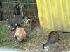 Резнаха ушите на 364 улични котки в Пловдив